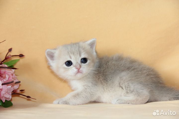 Золотые малыши