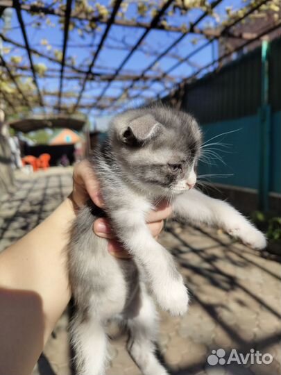 Котята в добрые руки бесплатно