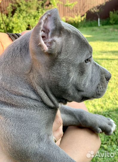 Американский булли стандарт