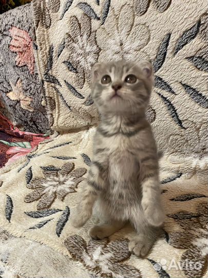 Шотландская вислоухая кошечка
