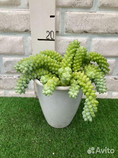 Седум Буррито ампельный из питомника растений