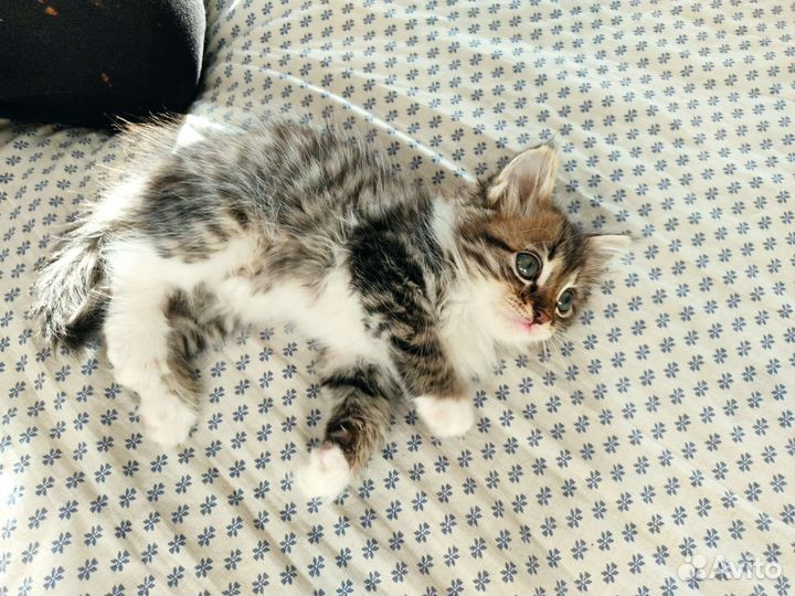 Сибирский котенок мальчик