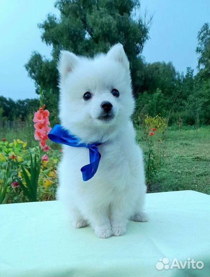 Японский шпиц