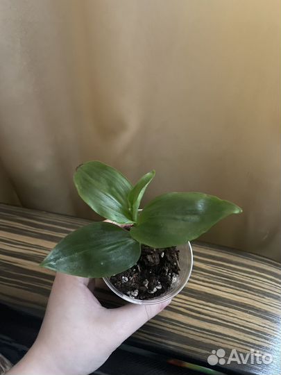 Традесканция