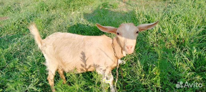 Зааненские козочки