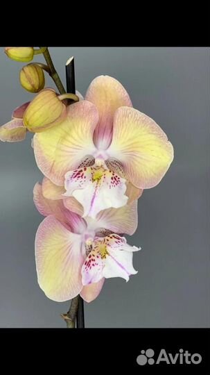 Орхидея Единорог