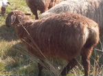 Живые бараны овцы ягнята козы халяль доставка есть