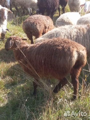 Живые бараны овцы ягнята козы халяль доставка есть