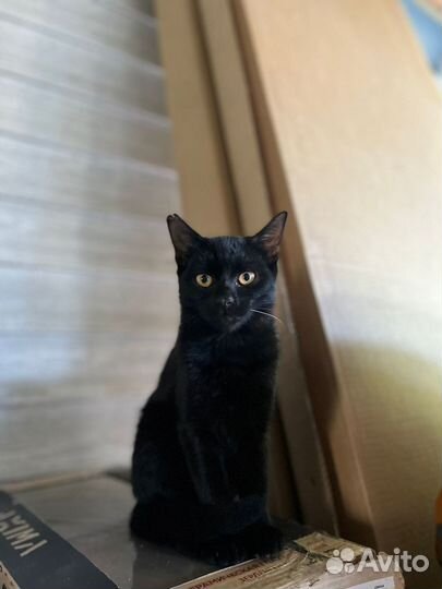 Черная кошечка