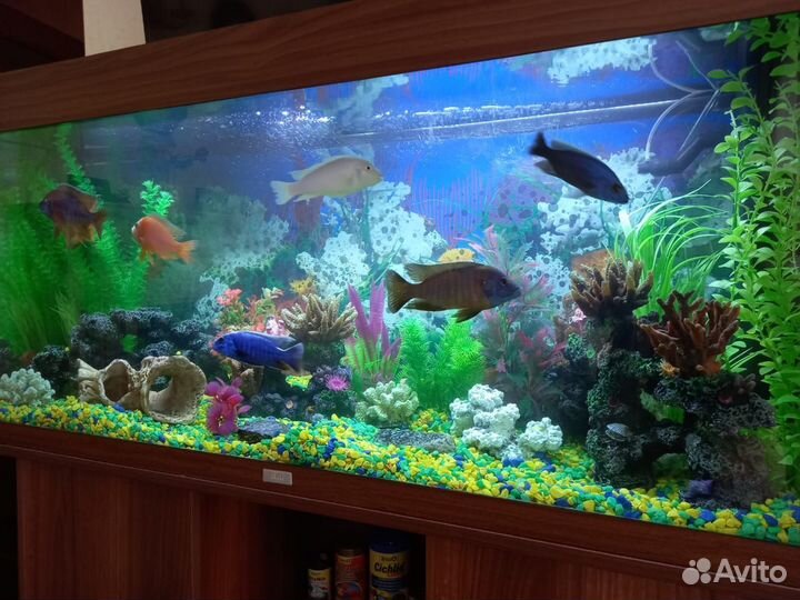 Обслуживание аквариумов