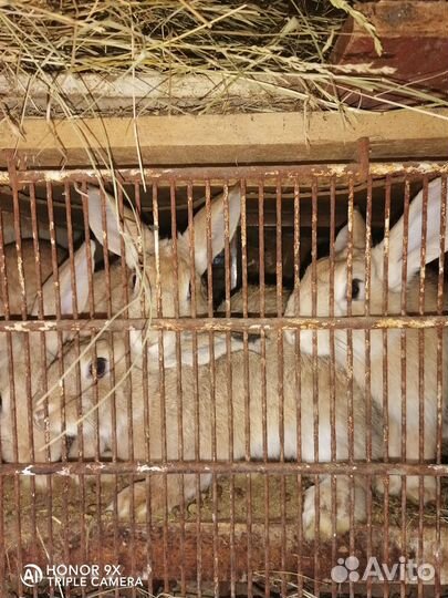 Кролики мясных пород