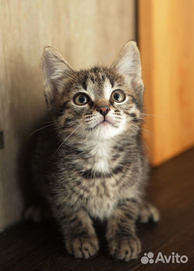 Котенок 2,5 месяца девочка