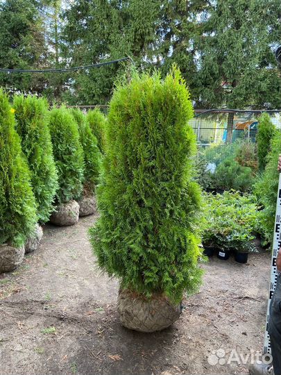 Туи смарагд