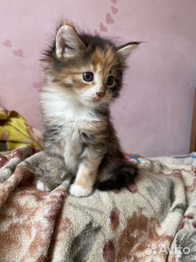 Котенок бесплатно