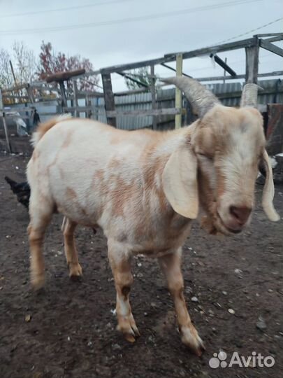 Бараны, козы