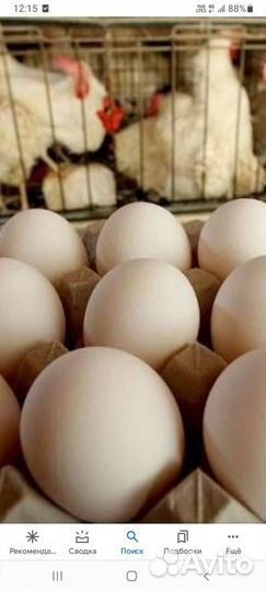 Инкубационное яйцо легорн