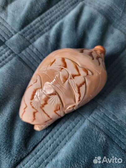 Морские ракушки раковины сувениры для аквариума