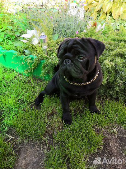 Мопс вязка мальчик