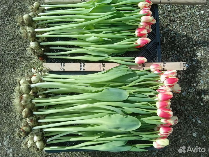 Луковицы Голандских тюльпанов