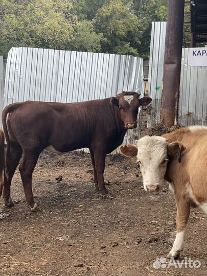 Бычки и телки