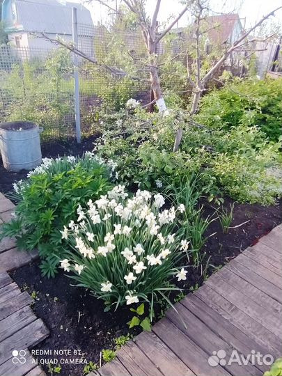 Нарциссы и тюльпаны (луковицы)