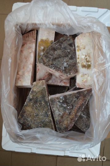 Камбала - калкан черноморская