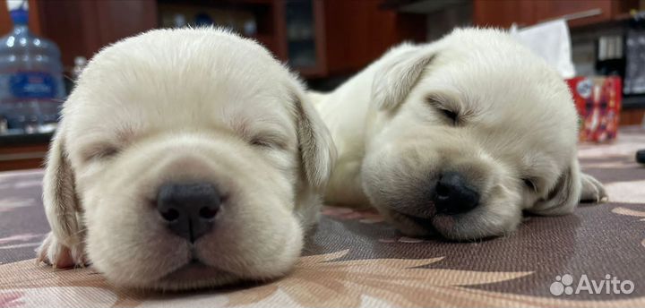 Щенки Лабрадора