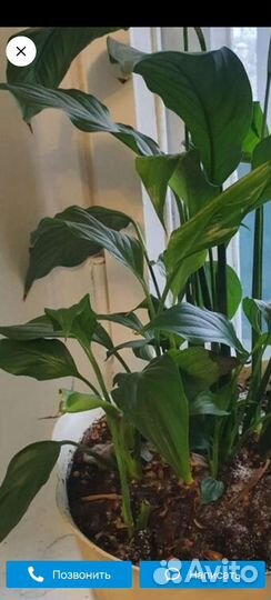 Спатифиллум