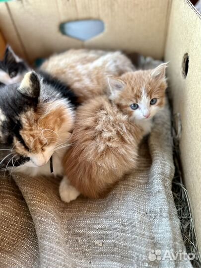 Котята иглино