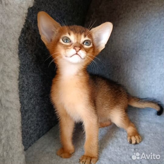 Нежные целовашки