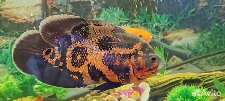 Астронотус тигровый
