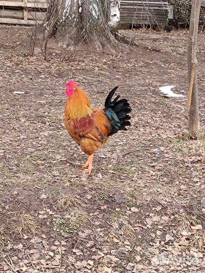 Петух кучинский юбилейный, возраст 10 месяцев