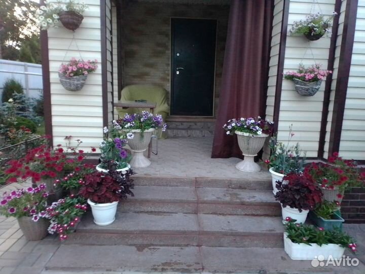 Эустома высокорослая, рассада