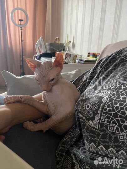 Сфинкс котёнок