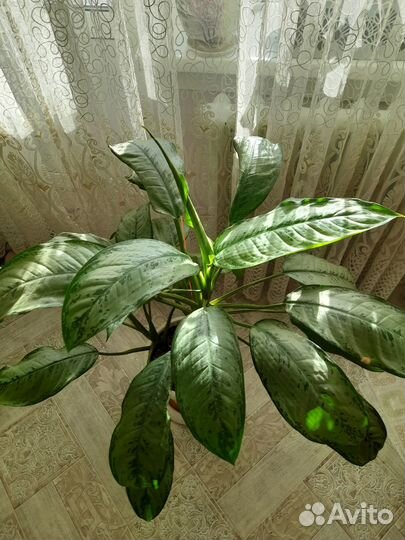 Аглаонема,Фридман