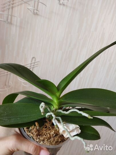 Мультифлорка