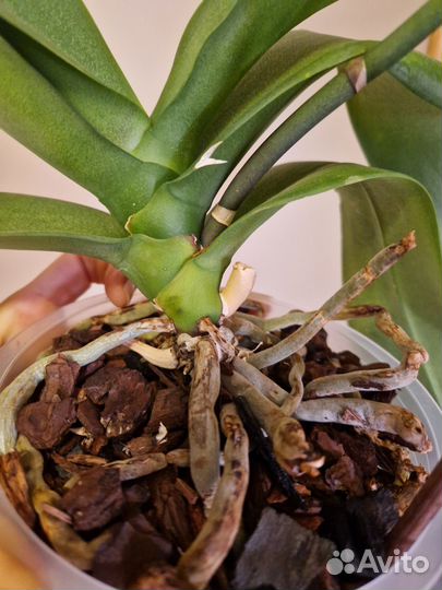 Орхидея фаленопсис грандифлора