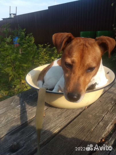 Джек Рассел терьер