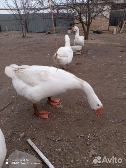 Гусь(Линда)