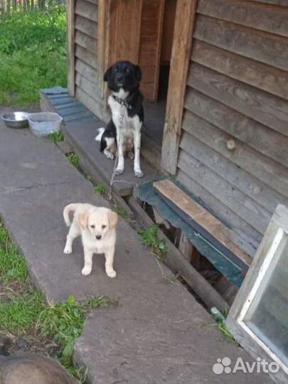 Отдам бесплатно щенят