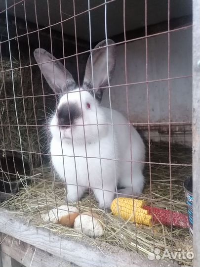 Взрослые и маленькие кролики