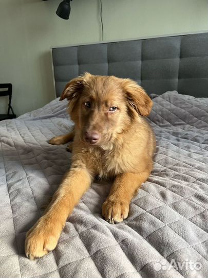 Альма, в самые добрые руки