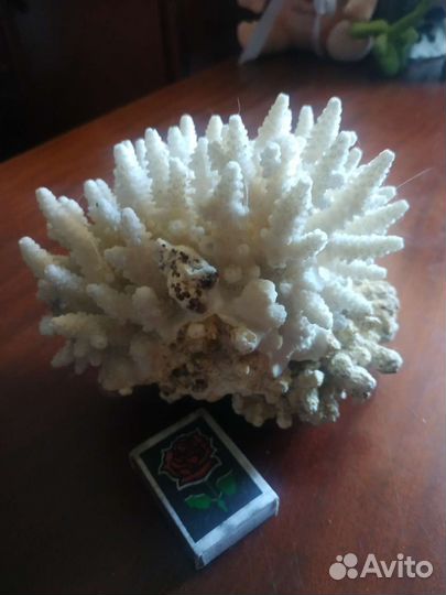 Морские кораллы