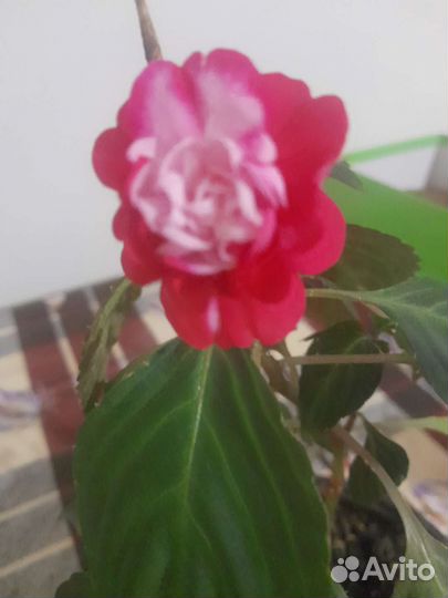 Бальзамин махровый