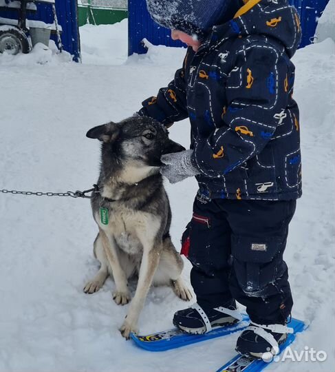 Собака в добрые руки мальчик