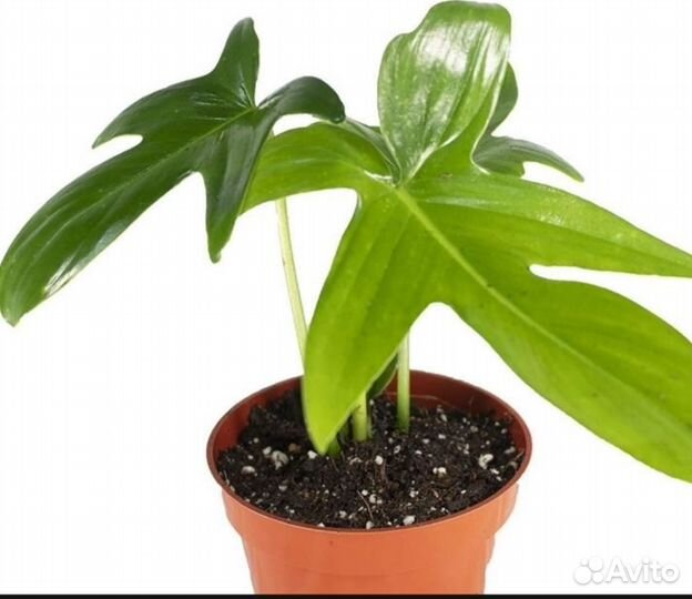 Филодендроны