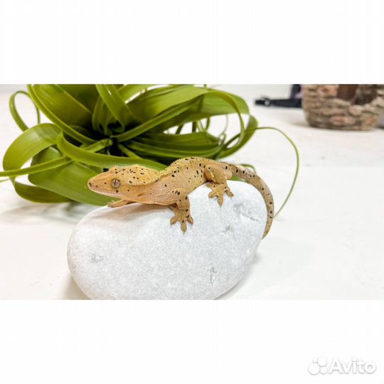 Бананоед самец