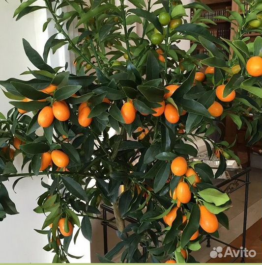 Цитрус Кумкват