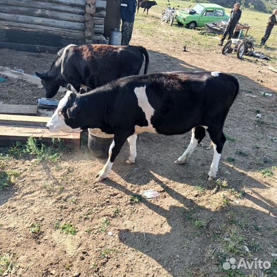 Телочки. Возраст 1,9