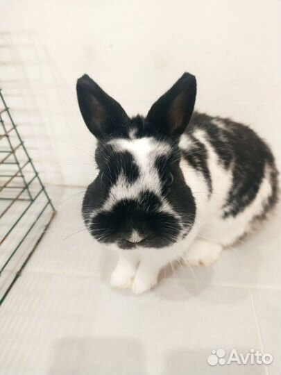 Декоративные кролики